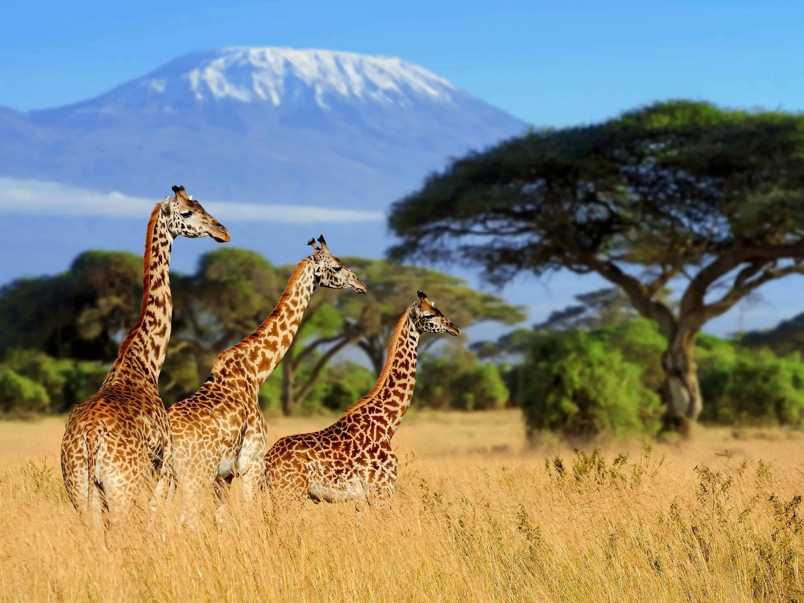 Giraffes with Mount Kilimanjaro in the background