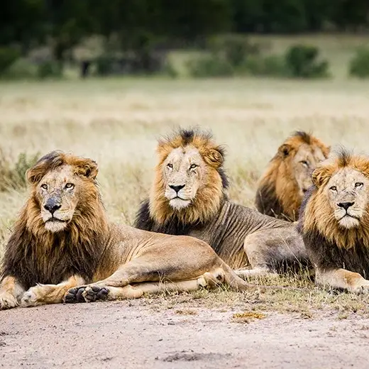 Four lions lying on grass in savannah