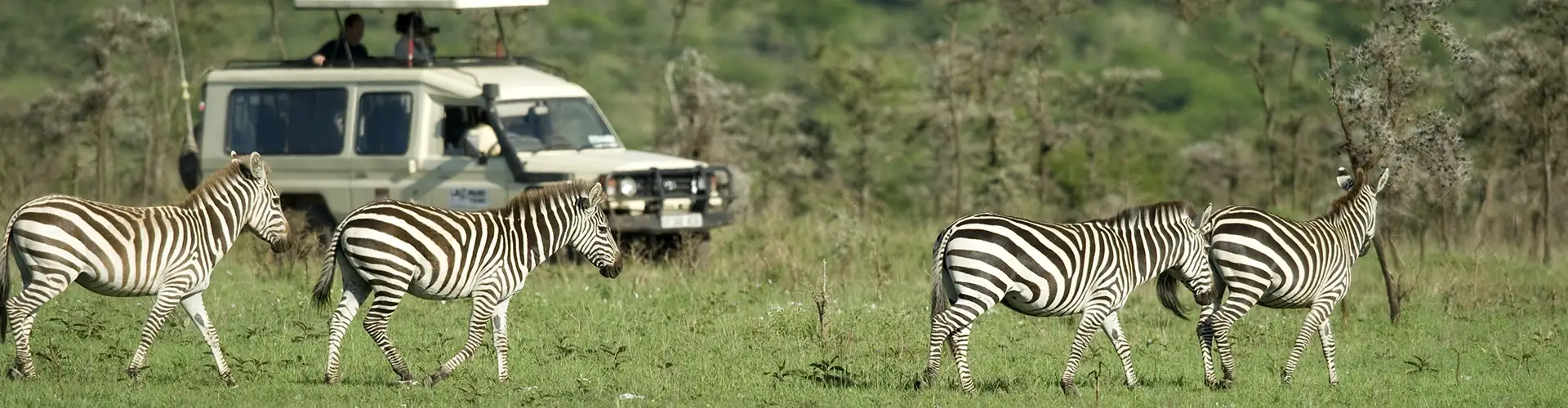 Zebras grazing near safari vehicles in grassland.