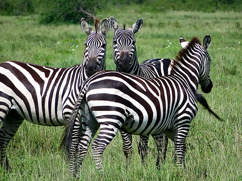 Three zebras standing in lush green field