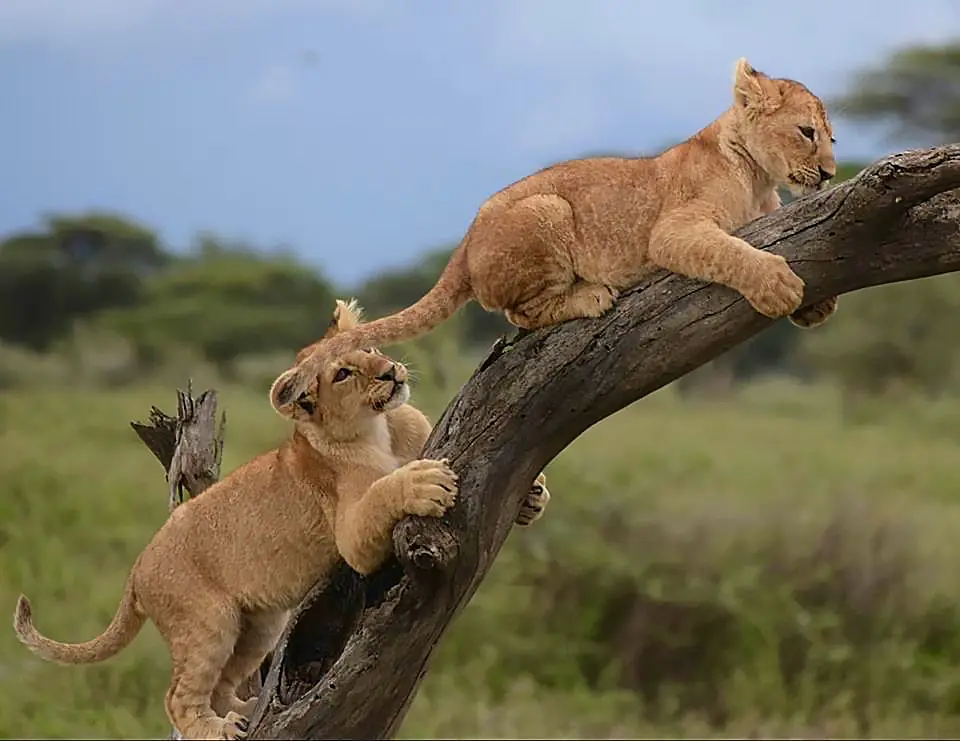 Two lion cubs playing on a tree branch