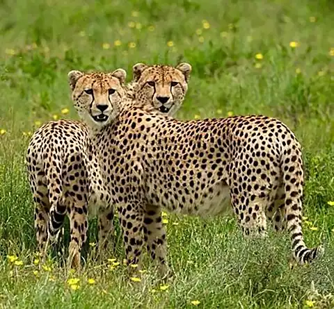 Two cheetahs standing in a green field with flowers