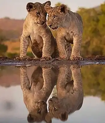 Two lion cubs mirrored on water surface at dusk