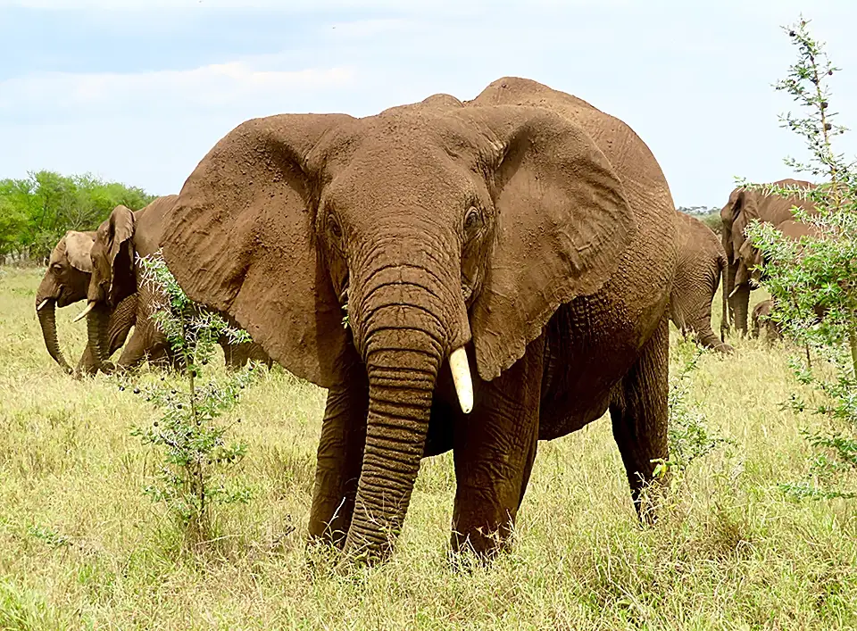 African elephants roaming in savannah