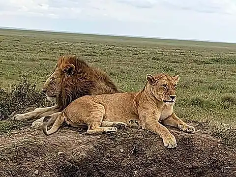 Male and female lions resting on grassy plain.
