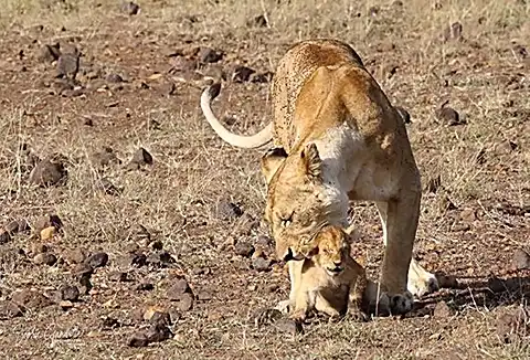 Lioness nuzzling cub in savannah