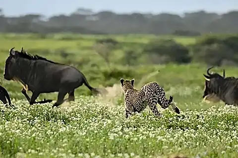 Cheetah cub chasing wildebeests in grassy field