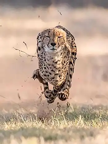 Cheetah sprinting rapidly across African savannah