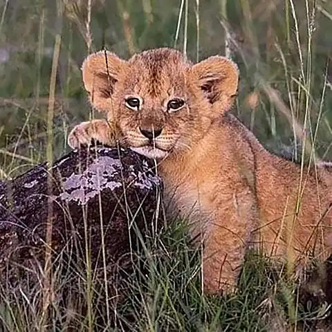 Young lion cub resting on rock in grassland