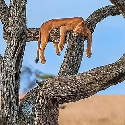 Lion sleeping on tree branch in savannah