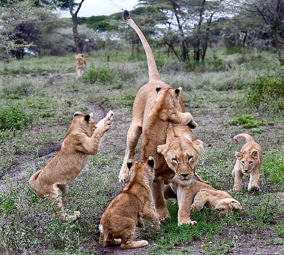 Lioness and cubs playfully interacting in natural habitat