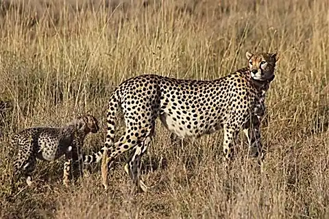 Cheetah and cub in tall grass, savannah