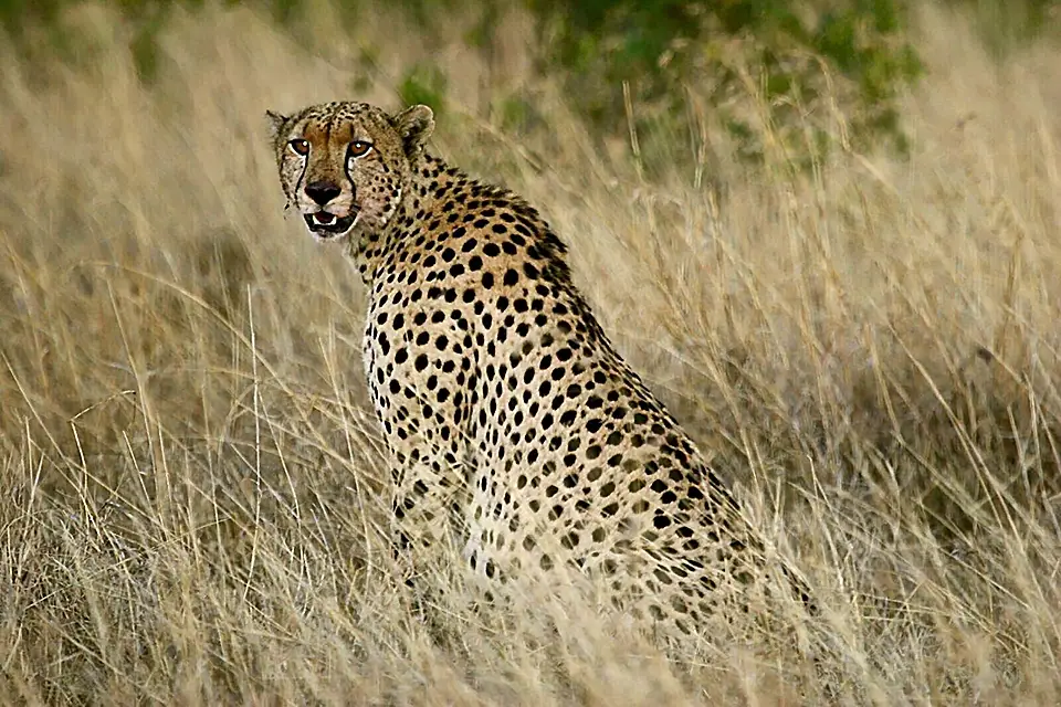 Cheetah sitting in grassy savannah looking alert