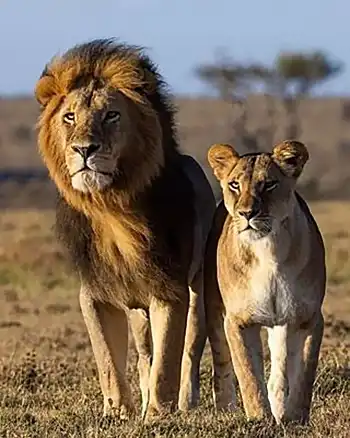 Male and female lion standing in savannah