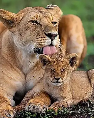 Lioness grooming her cub in grass