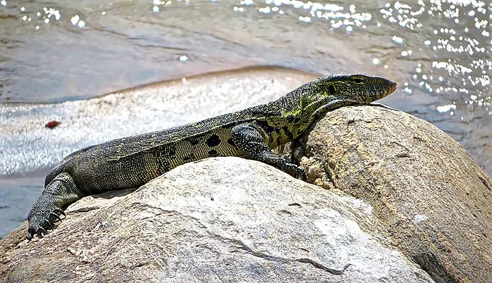 Monitor lizard sunbathing on a riverside rock