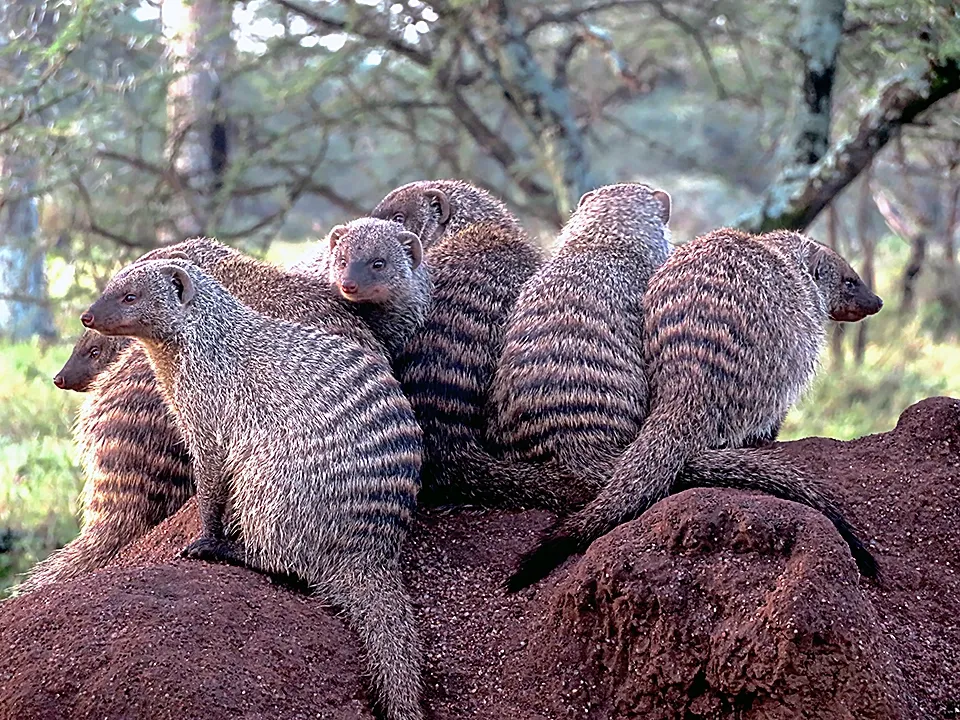 Group of banded mongooses on a rock in forest