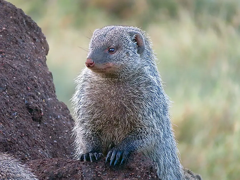 Banded mongoose on rock in natural habitat