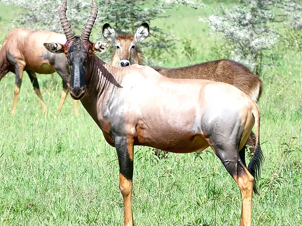 Topi antelopes grazing in lush green savannah