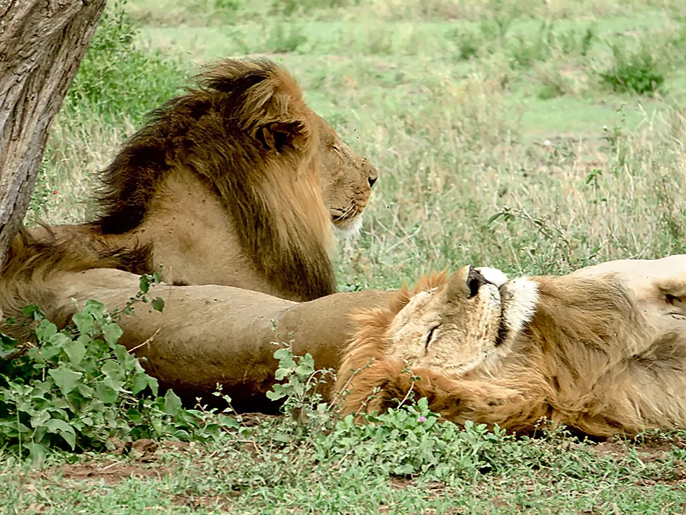 Two lions resting under tree in savannah