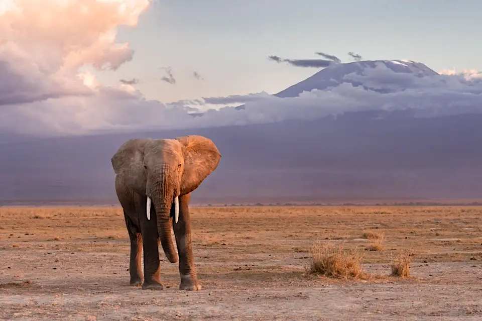 Elephant before Mount Kilimanjaro at sunset