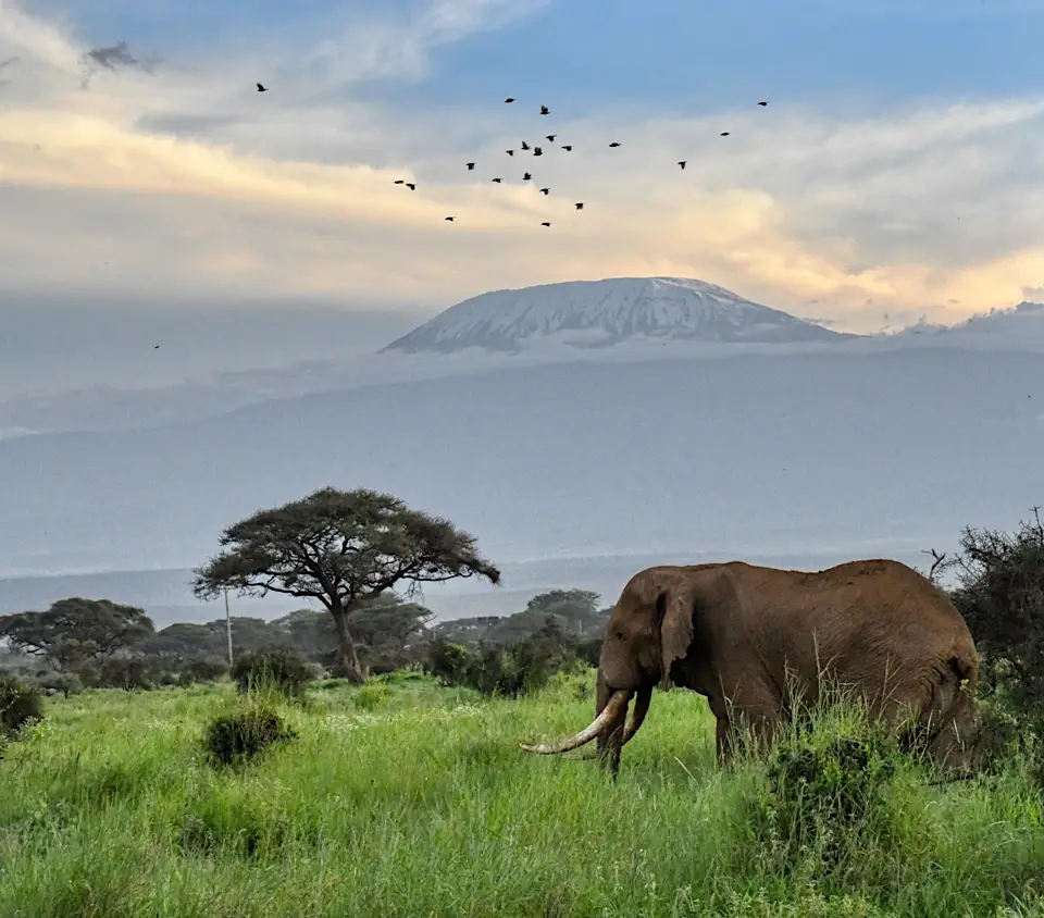 Elephant with Mount Kilimanjaro and birds in background