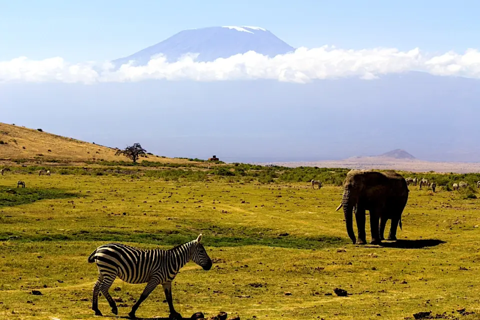 Zebra and elephant before Mount Kilimanjaro