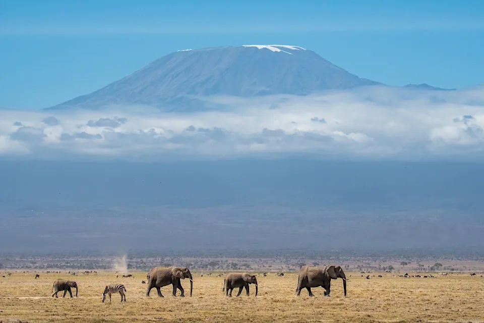 Elephants and zebras before Mount Kilimanjaro