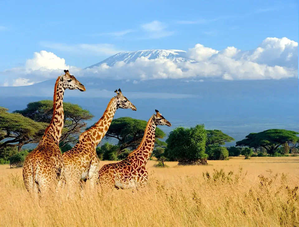 Giraffes with Mount Kilimanjaro in the background