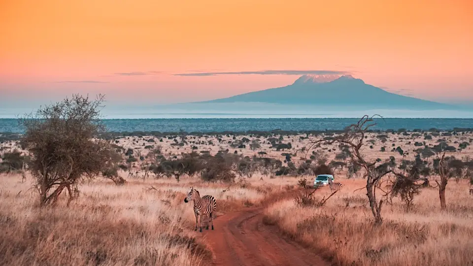 Zebra on dusty road, Mount Kilimanjaro at sunset