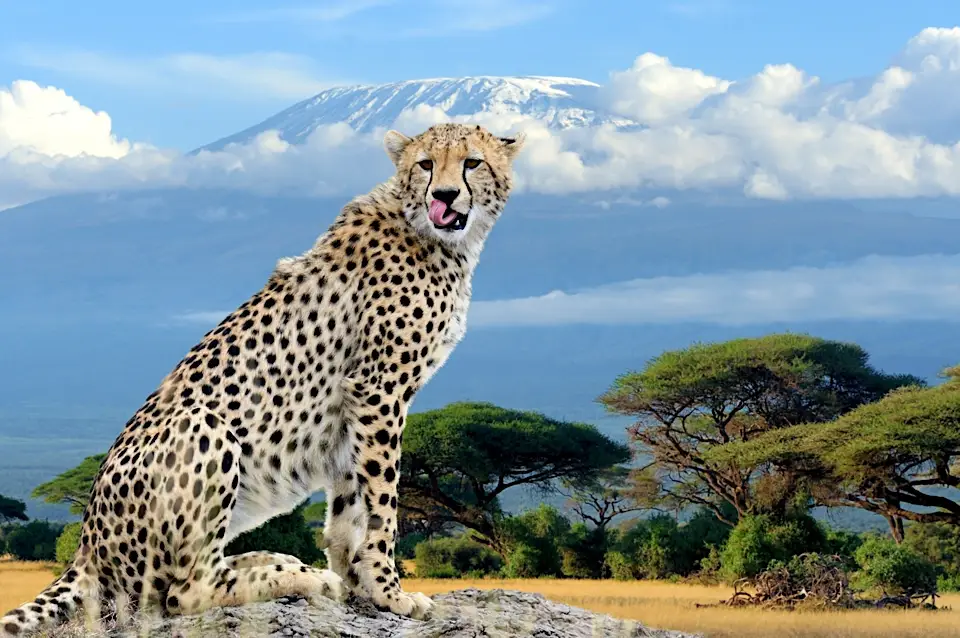Cheetah before Mount Kilimanjaro in savannah