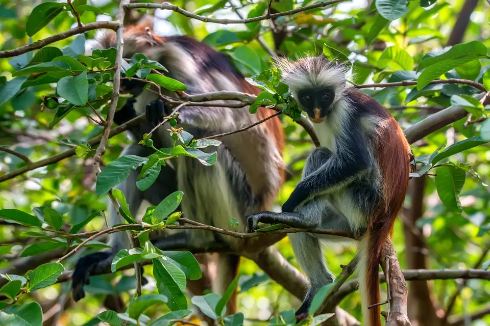 Zanzibar Red colobus monkeys in lush green foliage
